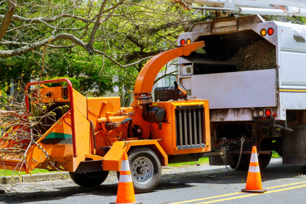 How Our Tree Care Process Works  in  Shoreview, MN